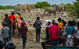 Hàng loạt voi, hươu chết vì ăn phải rác thải nhựa