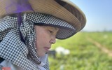 Nông dân ở Nghệ An 'đội nắng' thu hoạch dưa lê ảnh 6
