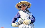 Nông dân ở Nghệ An 'đội nắng' thu hoạch dưa lê ảnh 5