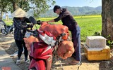Nông dân ở Nghệ An 'đội nắng' thu hoạch dưa lê ảnh 9