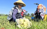Nông dân ở Nghệ An 'đội nắng' thu hoạch dưa lê ảnh 4