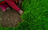 Chùm ảnh hàng nghìn nông dân Nepal mừng Ngày lúa quốc gia