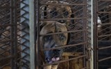 Chùm ảnh nỗ lực cấm thịt chó ở Hàn Quốc 