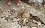 Chùm ảnh bất ngờ phát hiện cá sấu sống dưới vỉa hè 
