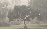 Chùm ảnh thủ đô Ấn Độ nghẹt thở vì ô nhiễm