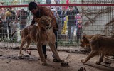 Hình ảnh con người và động vật đói khát tại vườn thú ở Gaza 