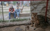 Hình ảnh con người và động vật đói khát tại vườn thú ở Gaza 