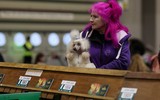 Chùm ảnh những chú chó từ khắp nơi trên thế giới tranh tài tại Anh