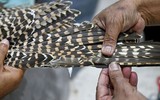 Chùm ảnh: Nghệ thuật sửa lông chim ưng phát triển ở Ả Rập Saudi 