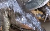 Khoảnh khắc cái ôm thần chết của trăn Anaconda với cá sấu caiman