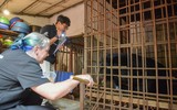 Giải cứu cá thể gấu ngựa bị nuôi nhốt hơn 20 năm tại Hà Nội