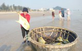 Ngư dân Hà Tĩnh trúng đậm mẻ cá vàng dương, thu lợi hơn 300 triệu đồng