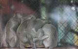 Căng mình chống rét cho thú nuôi trong Vườn thú Hà Nội