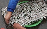 Thơm lừng làng nướng cá biển ở Nghệ An
