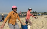 Ngư dân Quảng Ngãi thu tiền triệu mỗi ngày nhờ ruốc biển