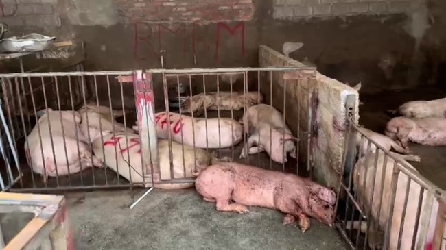 Những con lợn bệnh đang chuẩn bị được giết mổ. Ảnh: Công an tỉnh Vĩnh Phúc