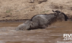 Cá sấu khủng bất lực trong việc “hạ gục” linh dương đầu bò