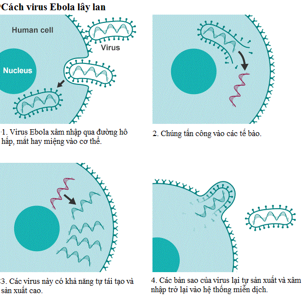Bệnh Ebola cực kỳ nguy hiểm (ảnh IT).