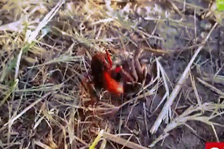 Ong bắp cày dữ dội tấn công nhện sói với mục đích đáng sợ