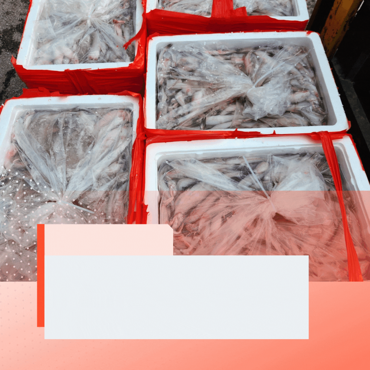 Phát hiện trên 4,5 tấn cá khoai dương tính với chất foocmon tại Thanh Hóa