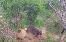 Linh dương đầu bò thoát chết ngoạn mục trước hàm sư tử