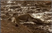 Khỉ xử lý tình huống khôn ngoan để thoát khỏi hàm cá sấu