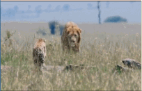 Khoảnh khắc báo săn “liều mạng” đánh lạc hướng sư tử để bảo vệ đàn con