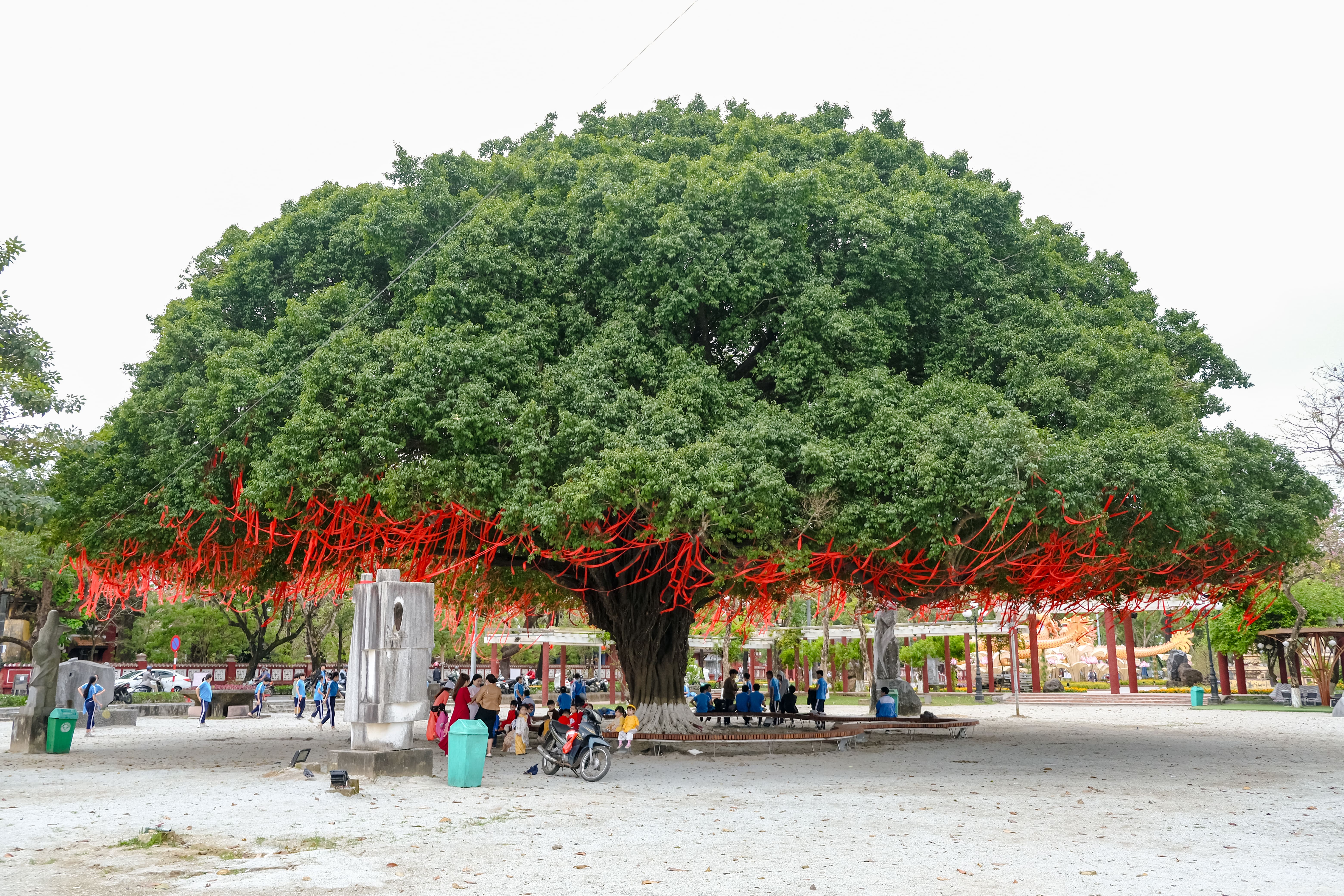 Độc đáo cây sanh cổ thụ hơn 70 năm tuổi thu hút khách du lịch tại Huế. (Ảnh: Hoài Nam).