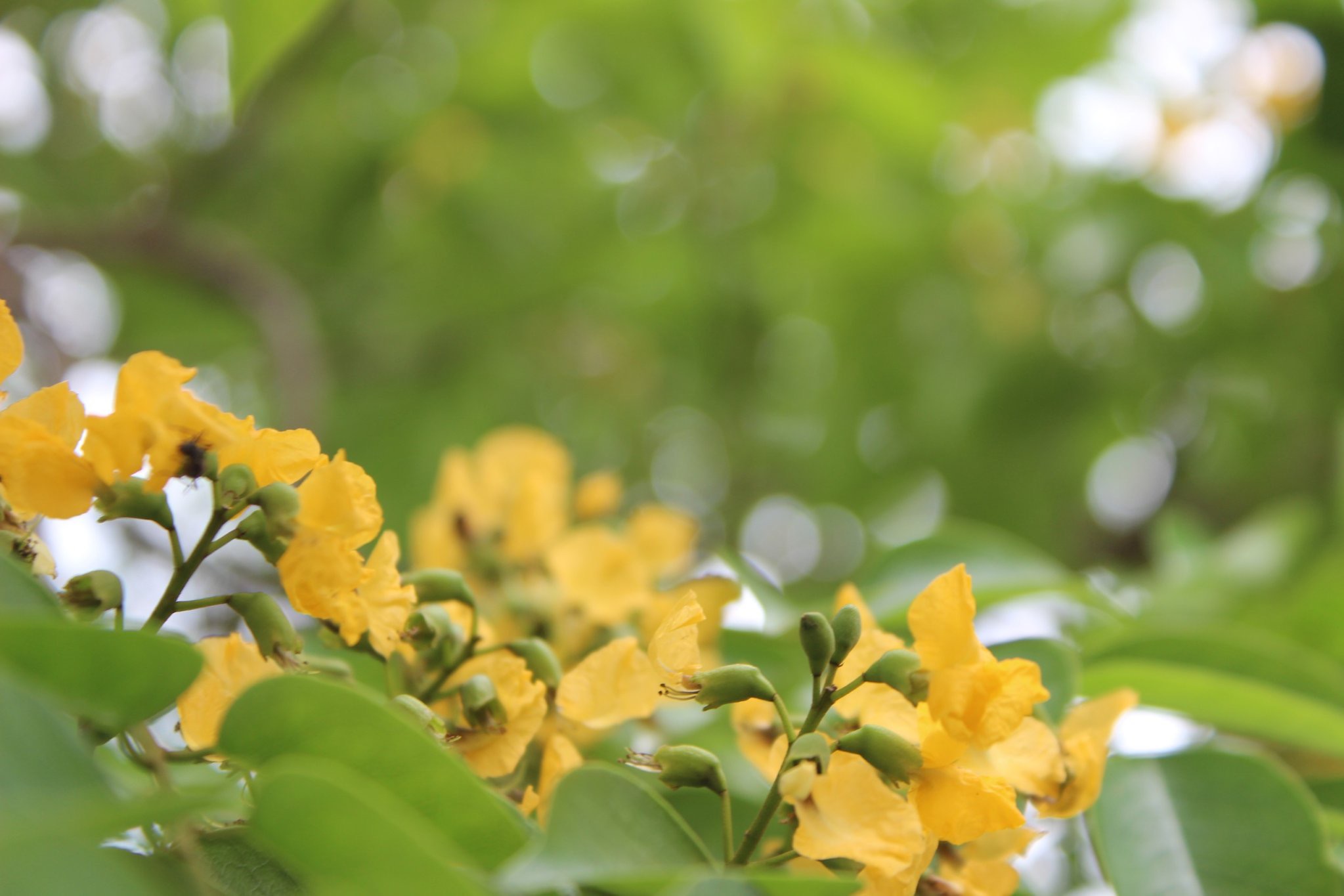 Hoa Giáng hương nở vàng rực rỡ trong những ngày đầu hè ở Hà Tĩnh.