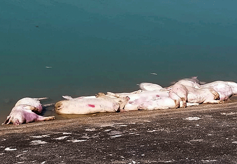 Gần 40 xác heo bị vứt dưới sông và cống tại Khánh Hòa
