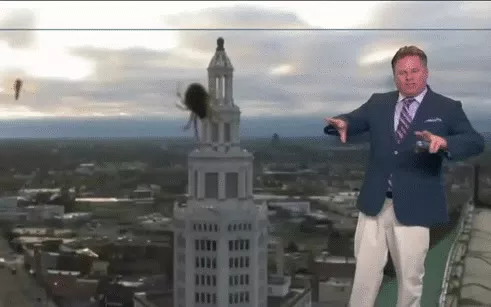 Dẫn chương trình nhảy cẫng lên khi nhìn thấy nhện khổng lồ xuất hiện trên sóng truyền hình