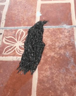 Sinh vật lạ màu đen lúc nhúc di chuyển trên sàn nhà, lại gần mới phát hiện sự thật sởn tóc gáy  
