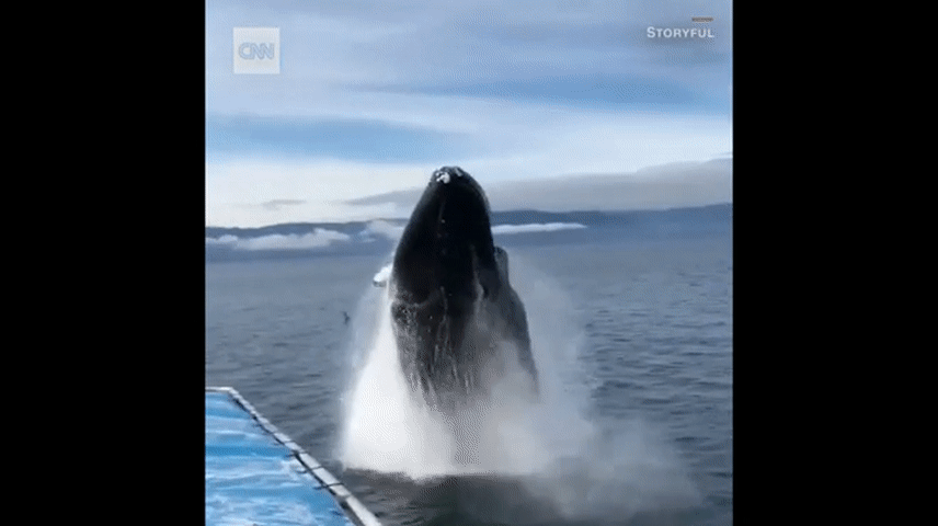 Cá voi khổng lồ bất ngờ lao lên mặt nước ngay sát thuyền du lịch
