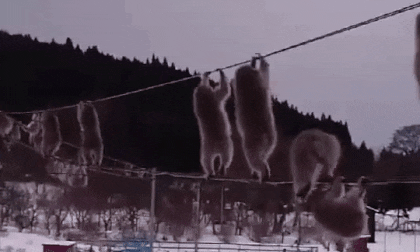 Bất ngờ cách những con khỉ tránh tuyết cho khỏi lạnh chân