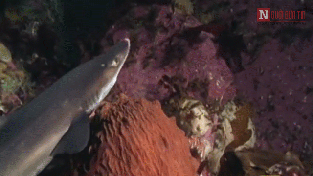 Kinh ngạc chứng kiến bạch tuộc khổng lồ giết cá mập