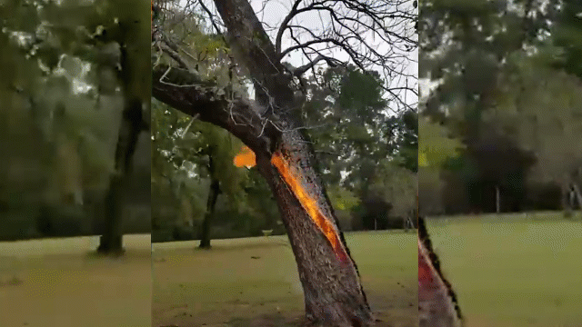 Thân cây tự bốc cháy