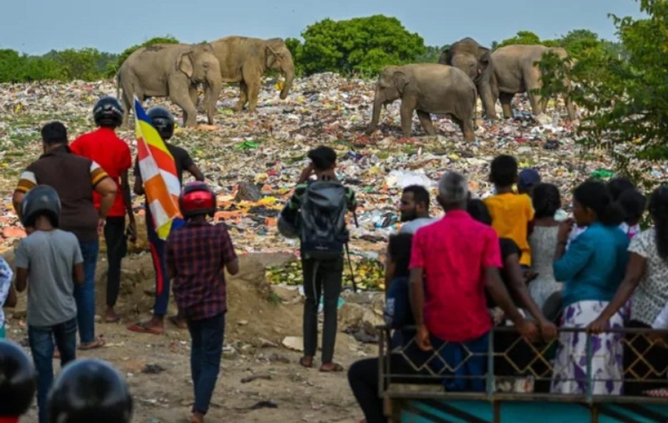 Hàng loạt voi, hươu chết vì ăn phải rác thải nhựa