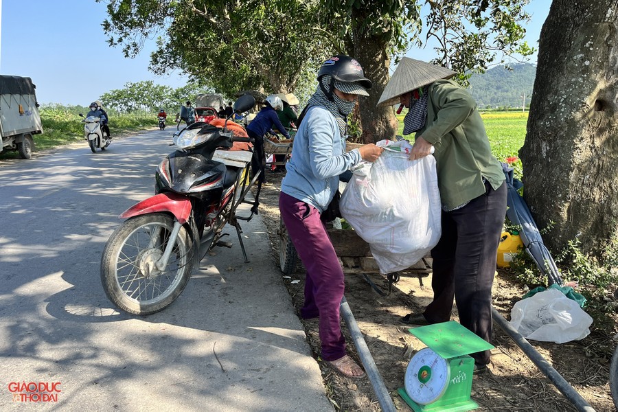 Nông dân ở Nghệ An 'đội nắng' thu hoạch dưa lê ảnh 8