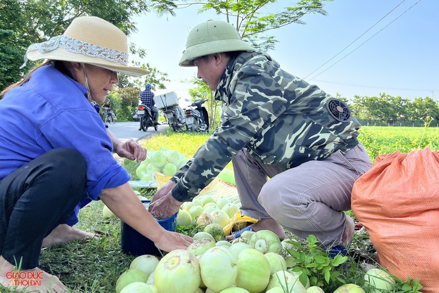 Nông dân ở Nghệ An 'đội nắng' thu hoạch dưa lê ảnh 7