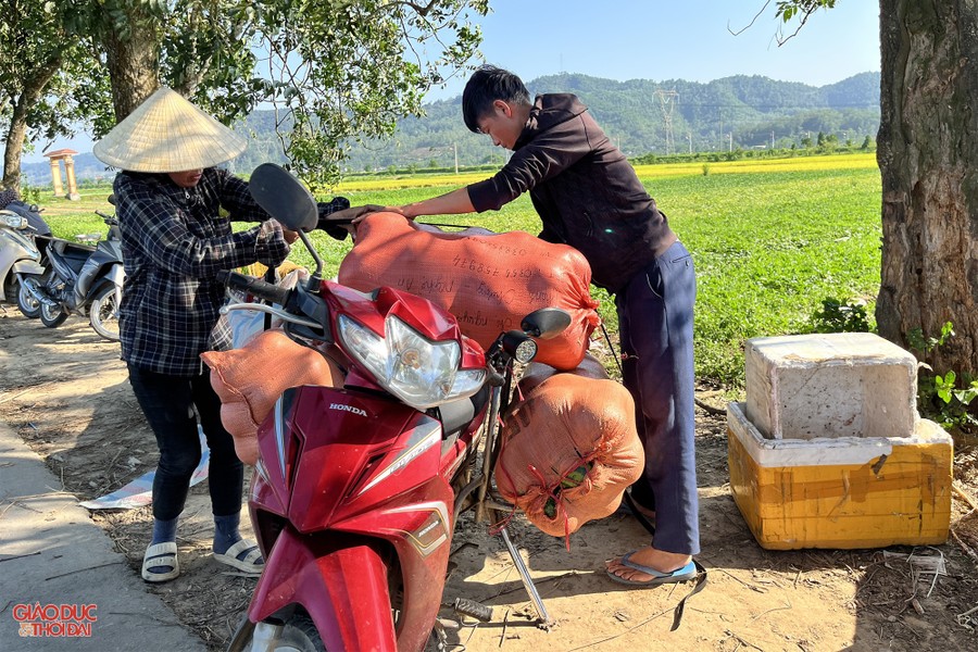 Nông dân ở Nghệ An 'đội nắng' thu hoạch dưa lê ảnh 9