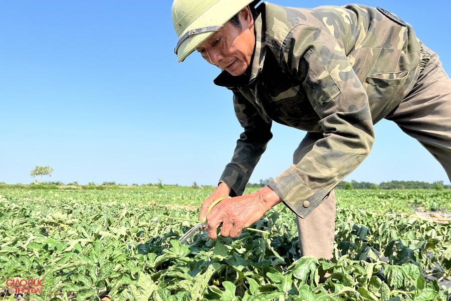 Nông dân ở Nghệ An 'đội nắng' thu hoạch dưa lê ảnh 2