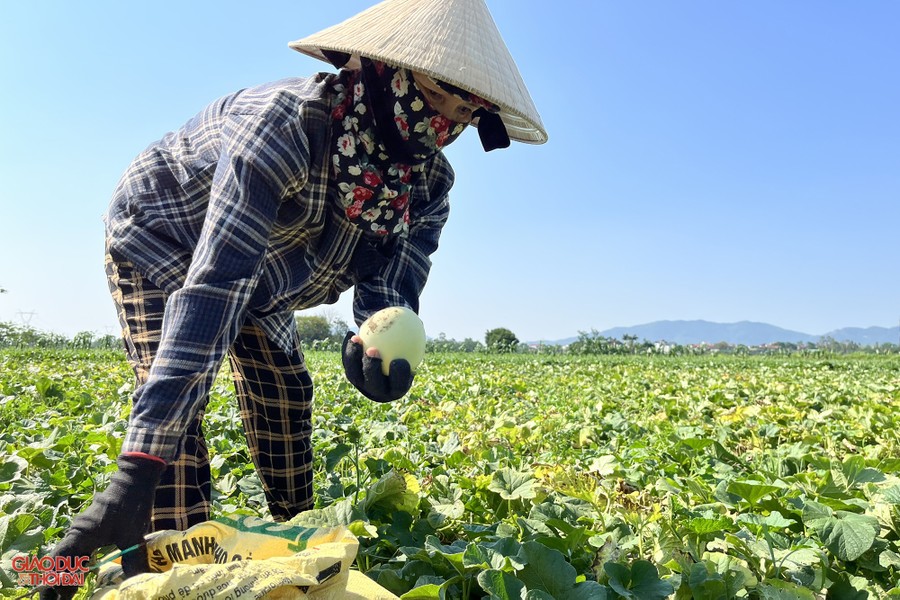 Nông dân ở Nghệ An 'đội nắng' thu hoạch dưa lê ảnh 1