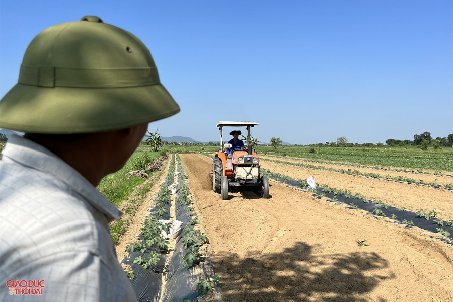 Nông dân ở Nghệ An 'đội nắng' thu hoạch dưa lê ảnh 13