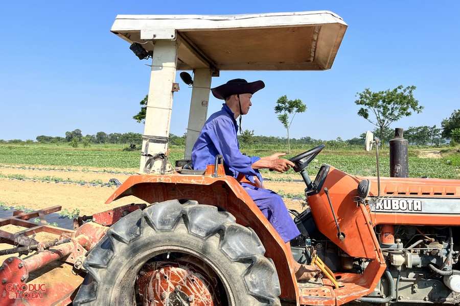 Nông dân ở Nghệ An 'đội nắng' thu hoạch dưa lê