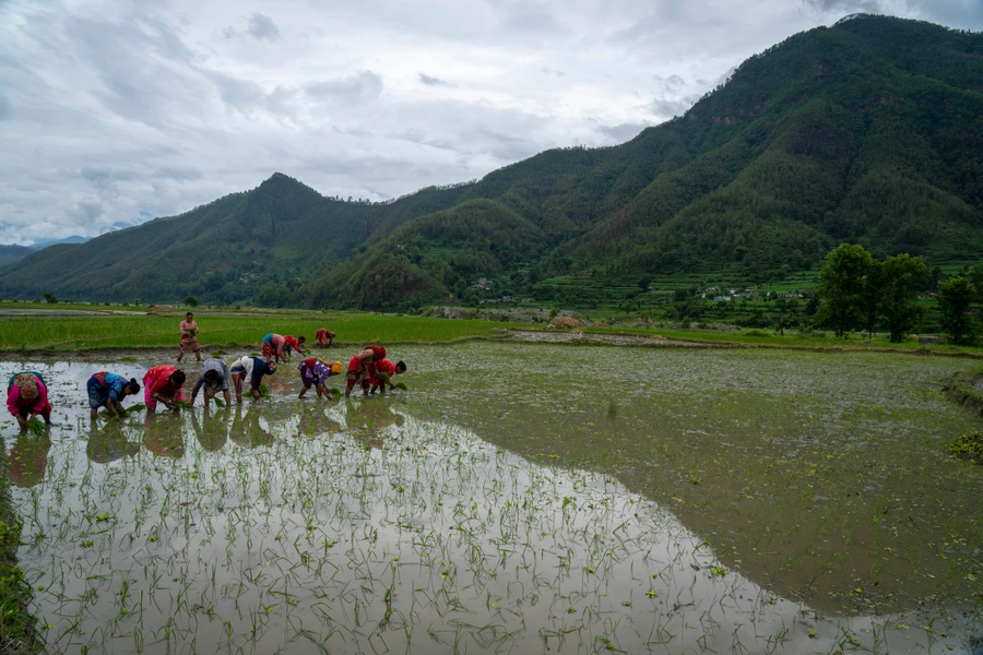 Chùm ảnh hàng nghìn nông dân Nepal mừng Ngày lúa quốc gia