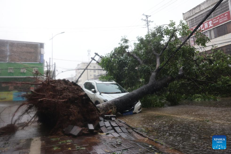 Chùm ảnh bão Talim quật đổ cây, hoành hành ở Trung Quốc 