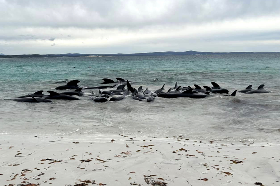 Chùm ảnh bí ẩn gần 100 cá voi chết trên bãi biển 