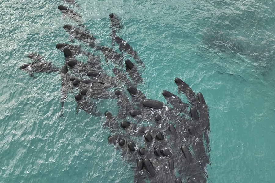 Chùm ảnh bí ẩn gần 100 cá voi chết trên bãi biển 