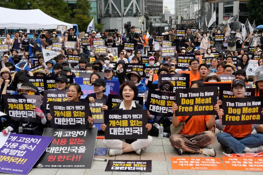 Chùm ảnh nỗ lực cấm thịt chó ở Hàn Quốc 