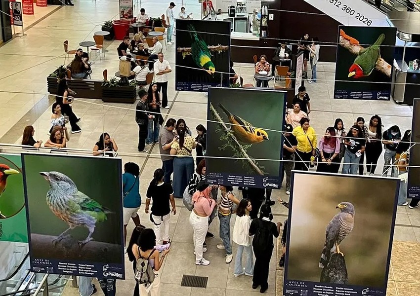 Chùm ảnh tuyệt đẹp Hội chợ chim Colombia 2024
